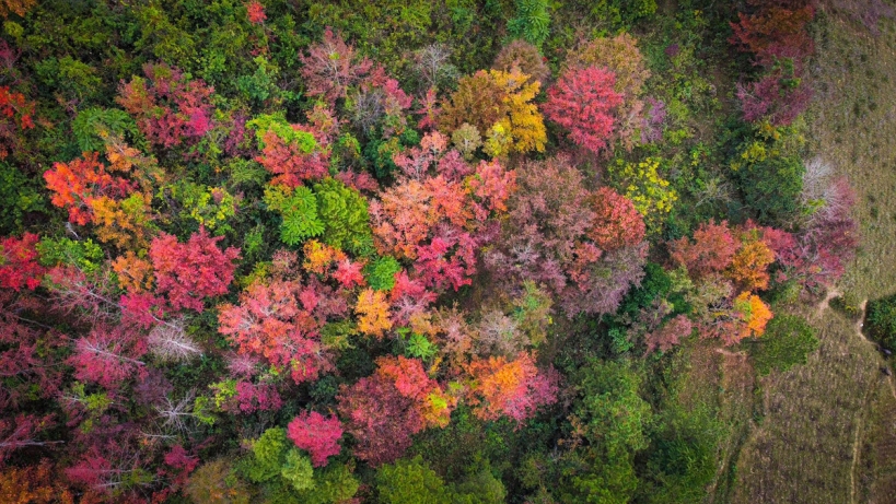 Pemandangan musim gugur di hutan Cao Bang, Vietnam